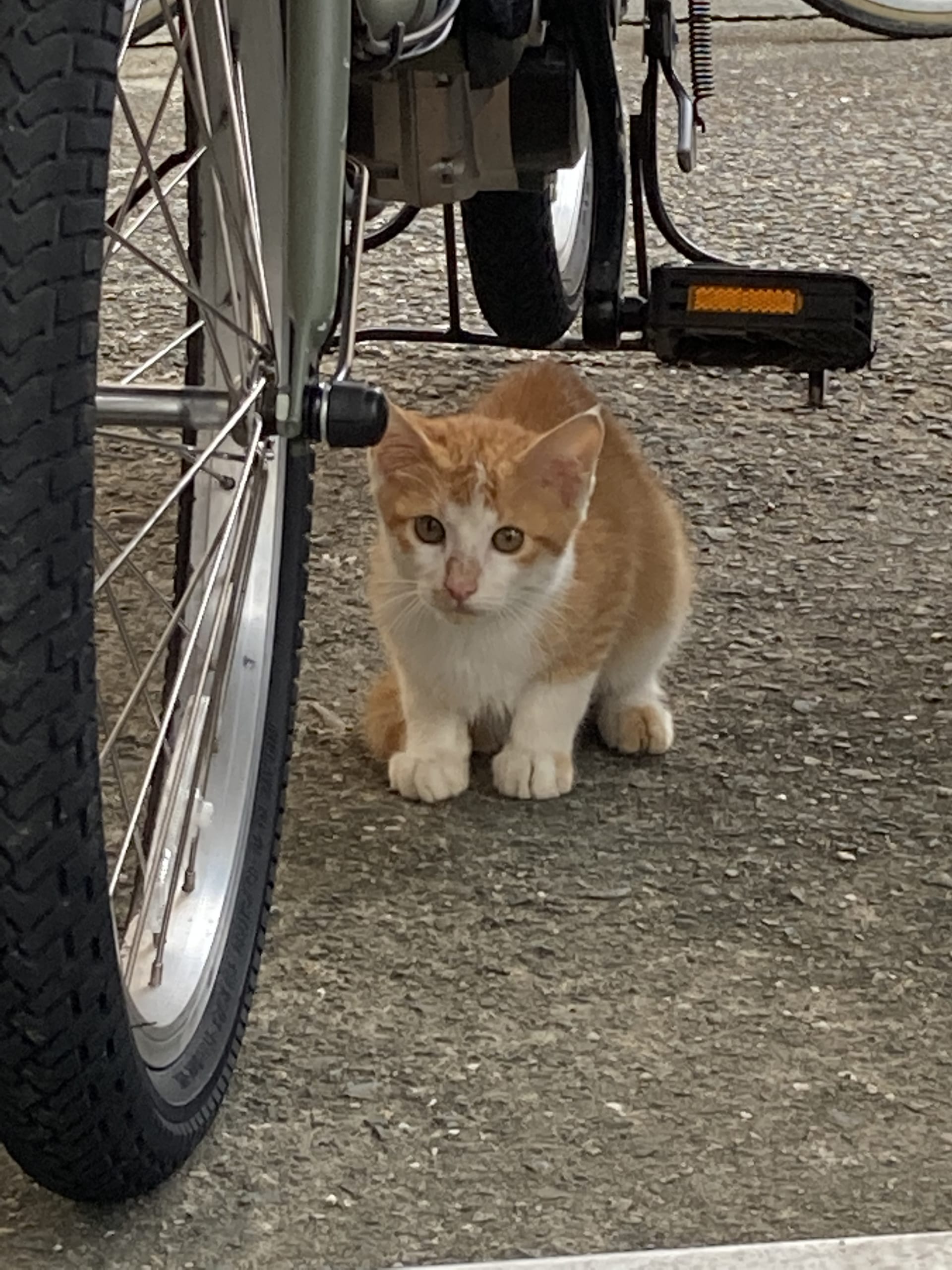 癒しの動物 大阪府内の賃貸管理分野をトータルサポート レント建物管理有限会社